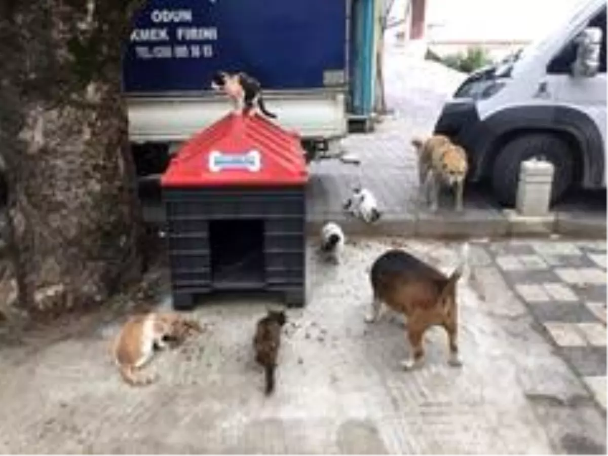 Adalarda sokak hayvanları besleniyor