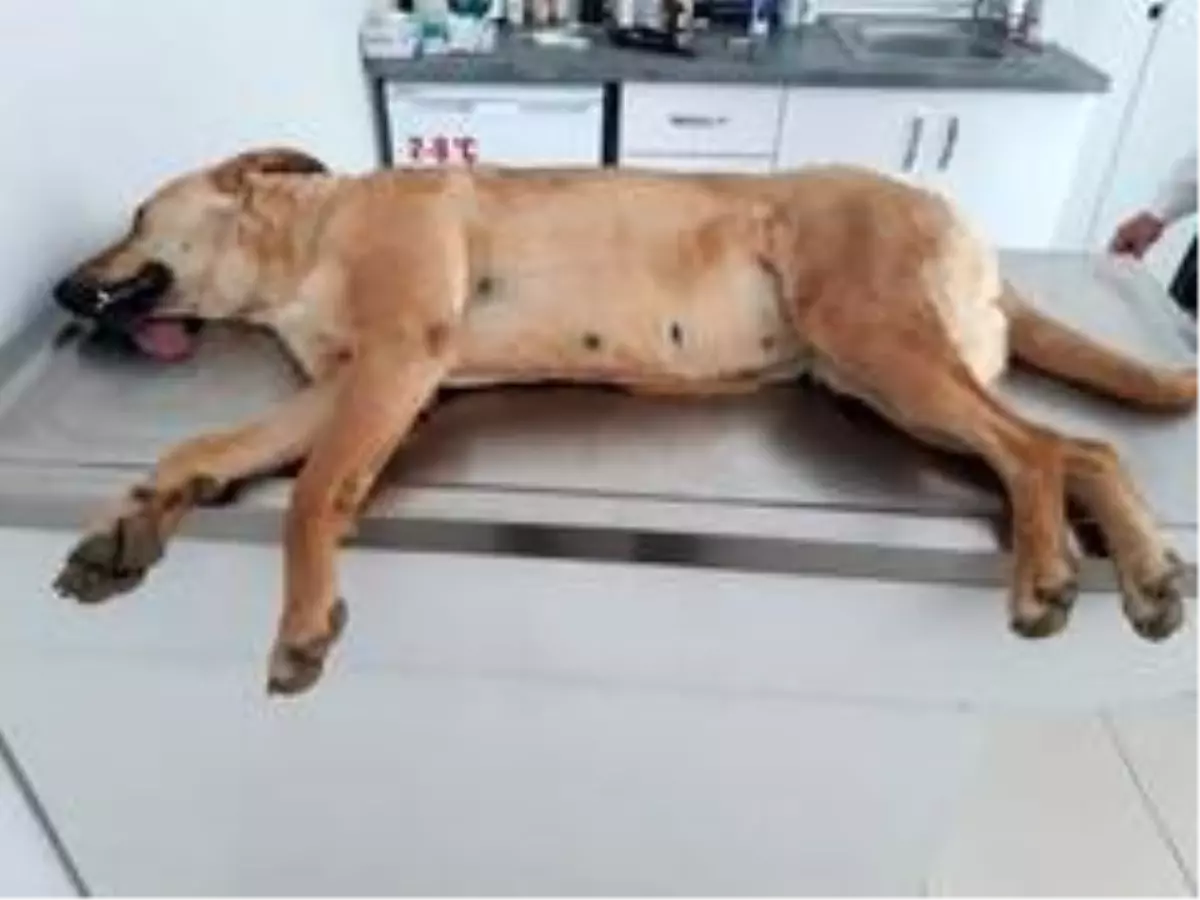 Alanya'da 2'si yavru 4 sokak köpeği zehirlenerek telef edildi