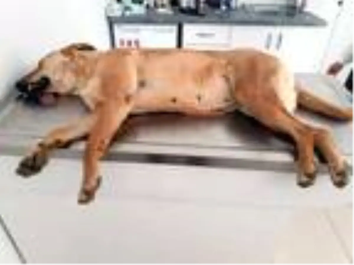 Alanya'da zehirlenen 2'si yavru 4 köpek öldü