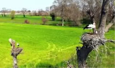 Kızılırmak Deltası Kuş Cenneti, kararname ile 'kesin korunacak hassas alan' ilan edildi Kızılırmak Deltası Kuş Cenneti, kararname ile 'kesin korunacak hassas alan' ilan edildi