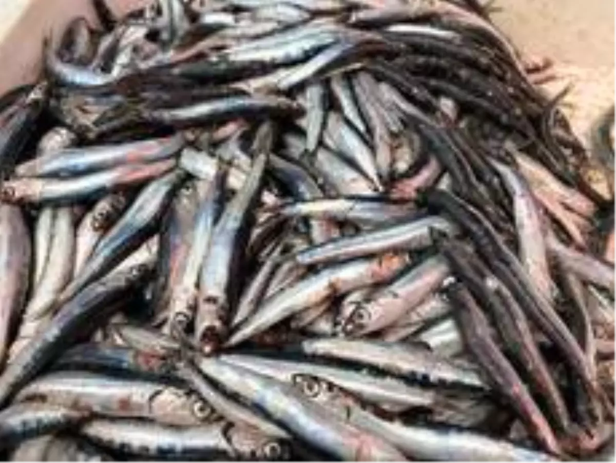 Karadeniz'de hamsi sürprizi