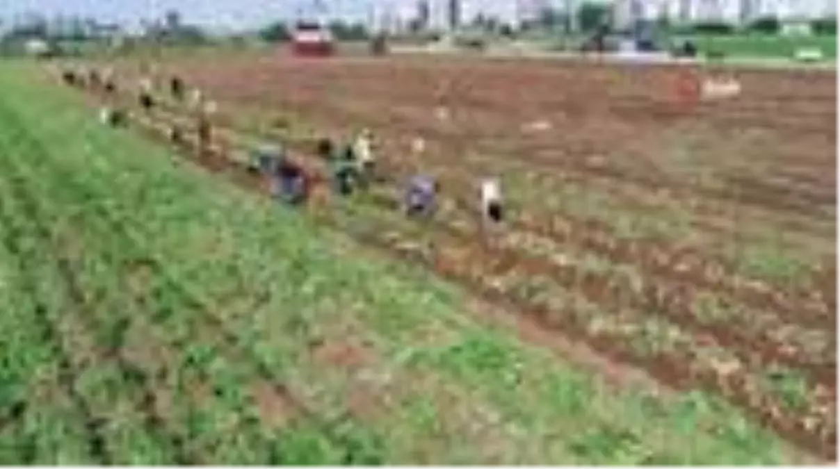 Patates üreticisinde fiyat düşecek korkusu