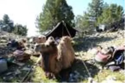 Yörüklerin 20 gün sürecek yaz göçü başladı Yörüklerin 20 gün sürecek yaz göçü başladı