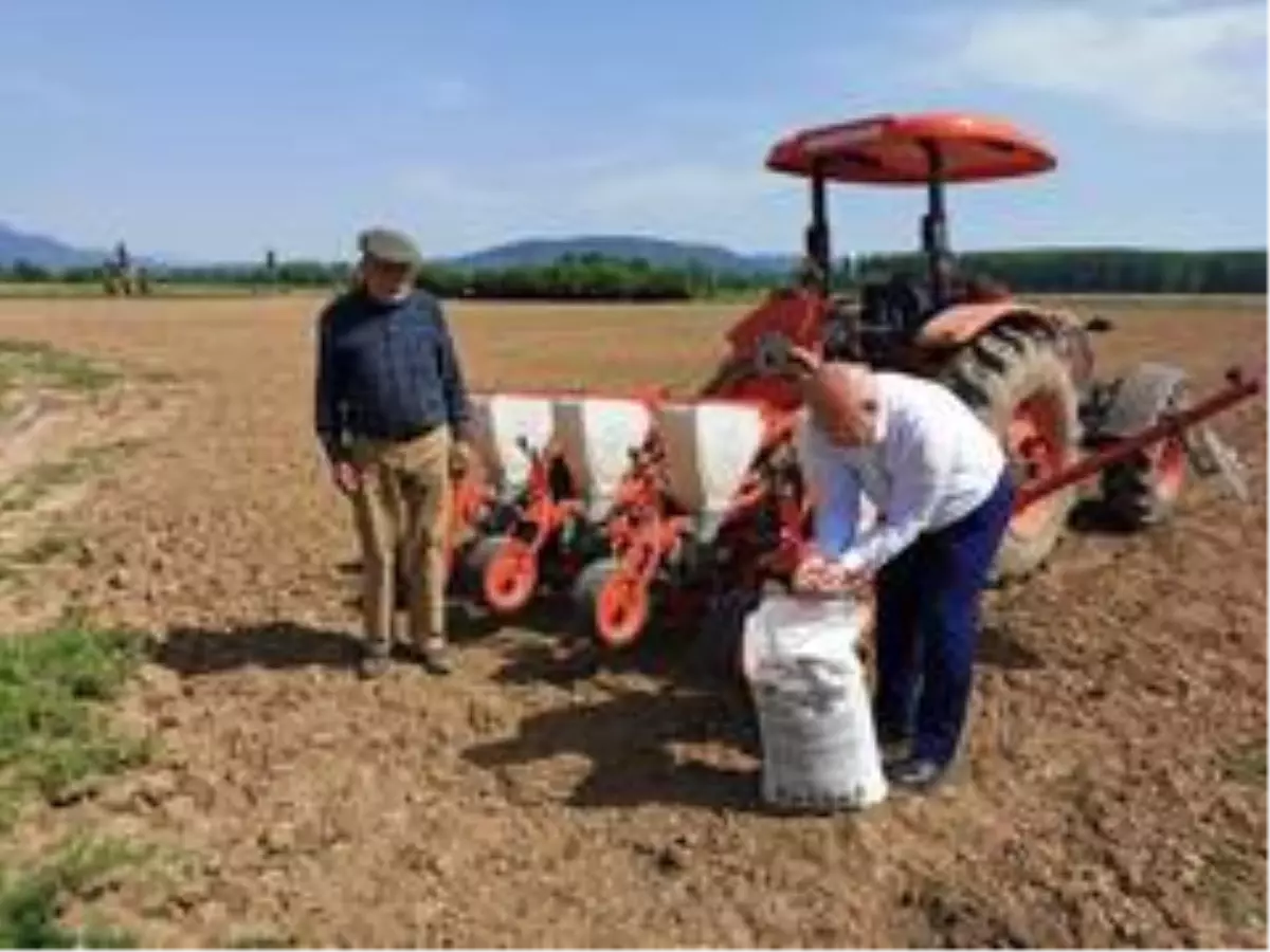 Ata tohumları toprakla buluşuyor