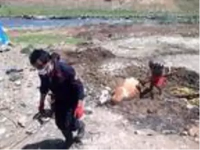Balçığa giren inek 1 saatte kurtarıldı