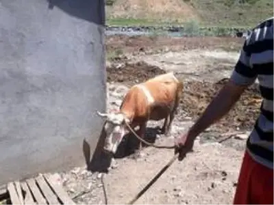 Bingöl'de çamura saplanan inek kurtarıldı