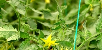 Bombus arılar kaliteli domates için kullanılacak