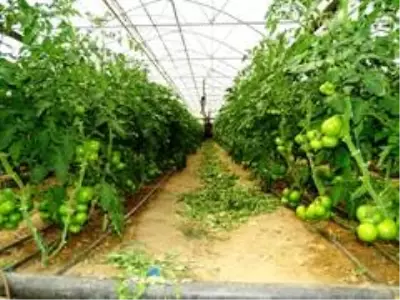 Bombus arılar kaliteli domates için kullanılacak Bombus arılar kaliteli domates için kullanılacak