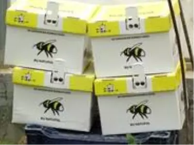 Bombus arılar kaliteli domates için kullanılacak Bombus arılar kaliteli domates için kullanılacak