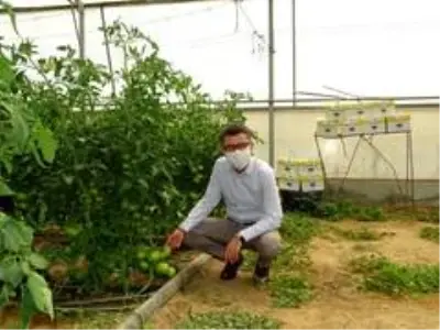 Bombus arılar kaliteli domates için kullanılacak Bombus arılar kaliteli domates için kullanılacak