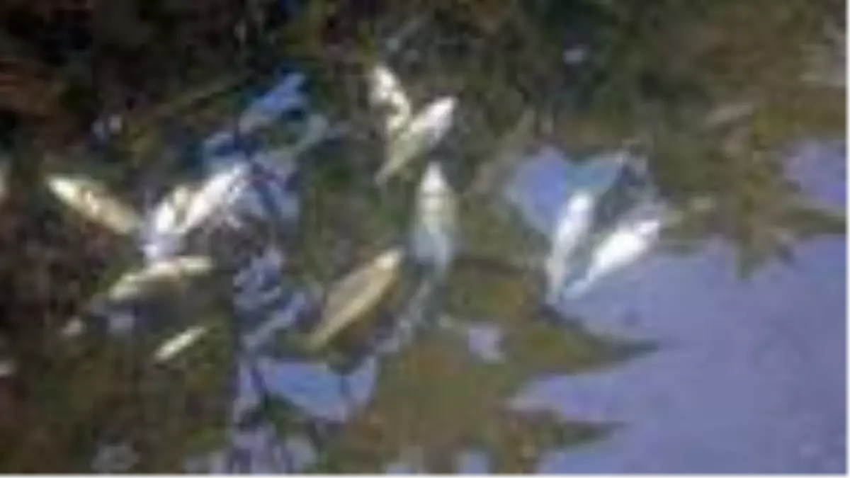 Düzce'de derede balık ölümleri