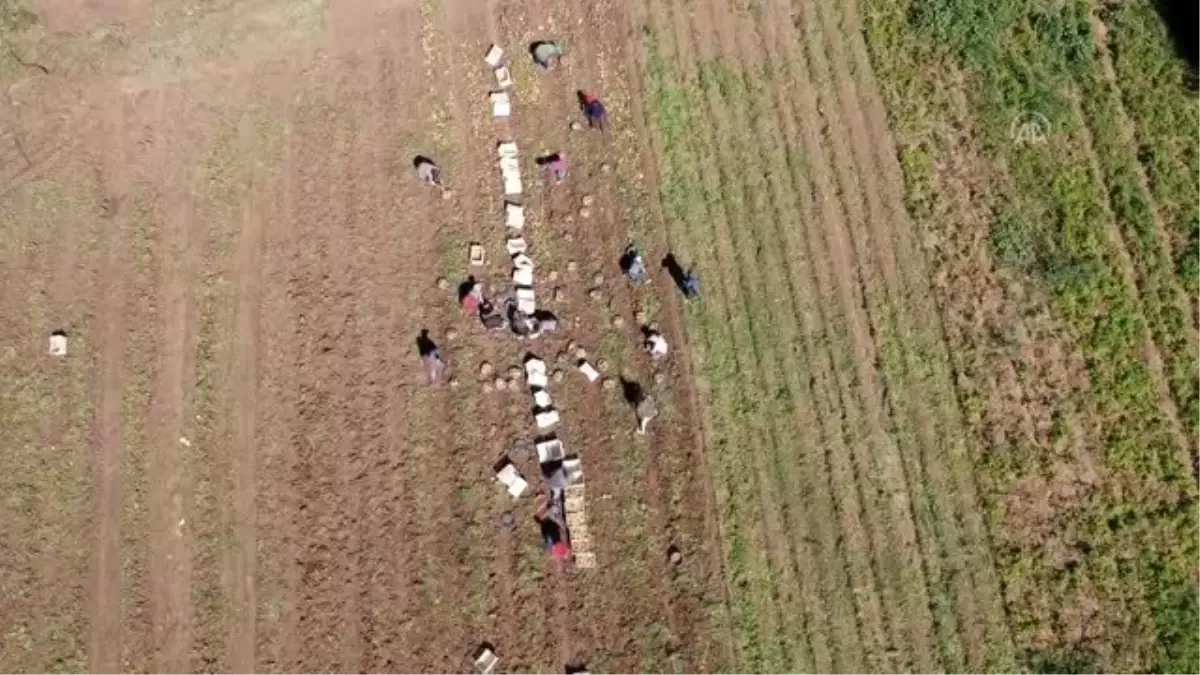 Hasadı tamamlanan turfanda patates üreticisini sevindirdi