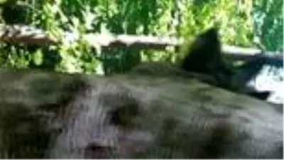 Kafası ağaç kovuğuna sıkışan köpek kurtarıldı - ORDU