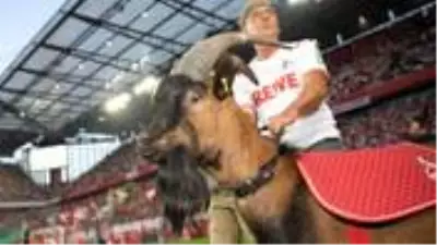 Köln’ün ünlü maskotu keçi Hennes koronavirüs nedeniyle 12 yıl sonra ilk kez maçlara katılamayacak