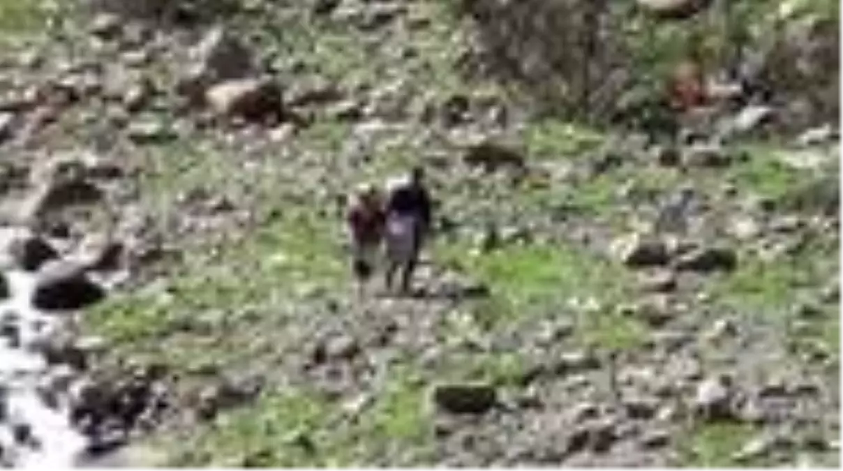 Pancar toplamak için dağı tırmanıp kilometrelerce yürüyorlar