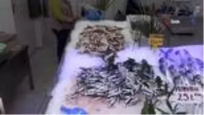 Sinop'ta hamsi sürpriz yaptı Sinop'ta hamsi sürpriz yaptı