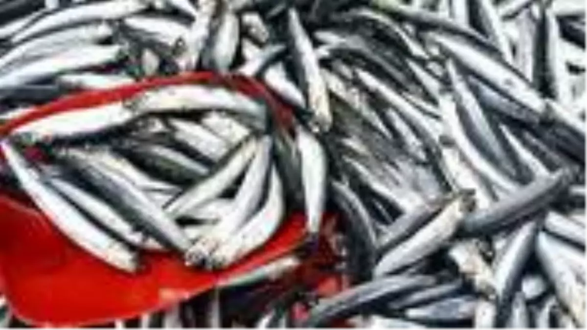 Sinop'ta sürpriz yapan hamsi, tezgaha inmeden satılıyor