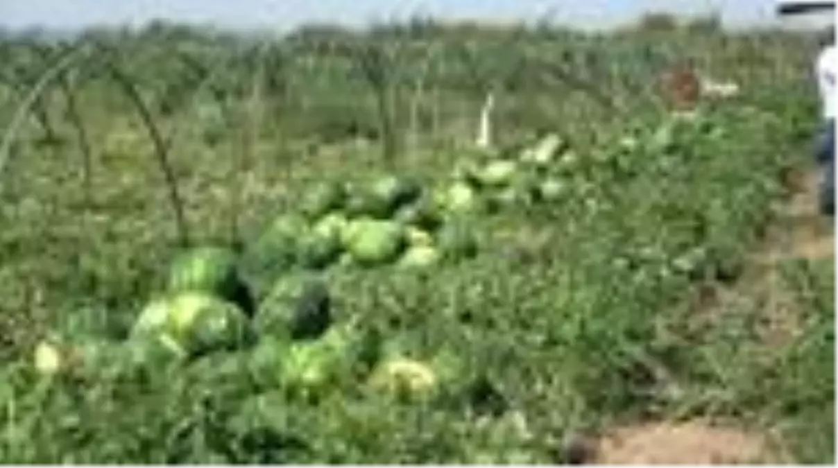 Adana'da karpuzda hasat coşkusu