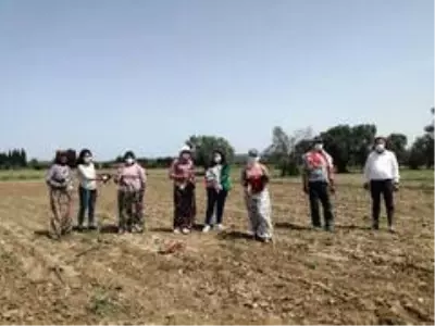 Ayvalık Ziraat Odası Başkanı Baysal,