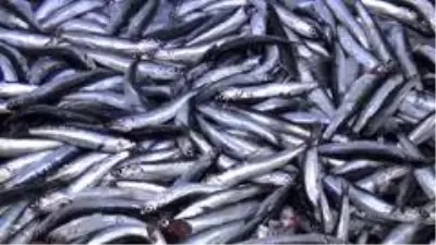 Sinop'ta hamsi sürpriz yaptı Sinop'ta hamsi sürpriz yaptı