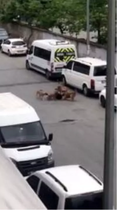 Sultangazi'de sokak köpekleri işe giden kadına saldırdı