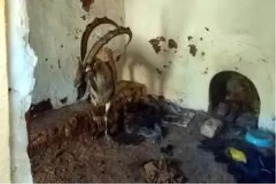 Yayla evinde mahsur kalan yaban keçisini kurtardılar