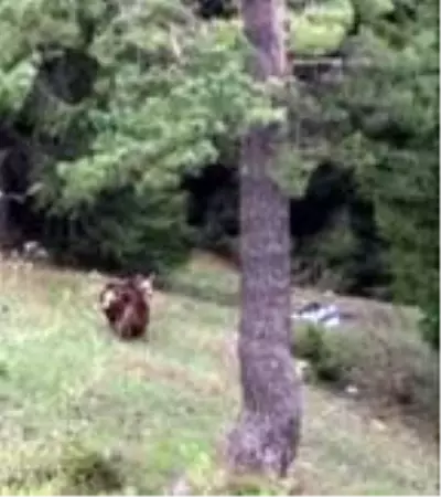 Yiyecek arayan boz ayıları görüntülediler
