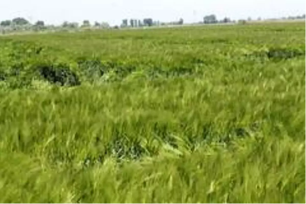 Aşırı sıcaklar hububat üretimini olumsuz etkileyecek