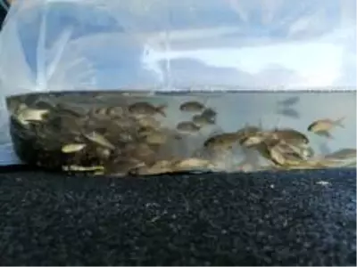 Çorum'daki göletlere balık bırakıldı Çorum'daki göletlere balık bırakıldı