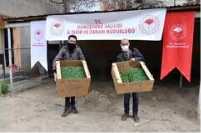 Gümüşhane'de çiftçilere 283 bin adet sebze fidesi dağıtıldı Gümüşhane'de çiftçilere 283 bin adet sebze fidesi dağıtıldı