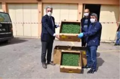 Gümüşhane'de çiftçilere 283 bin adet sebze fidesi dağıtıldı