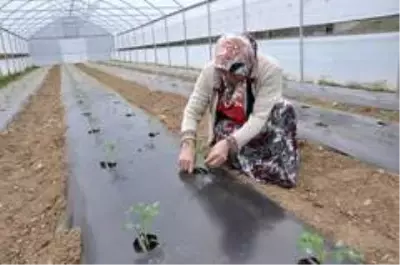 Gümüşhane'de çiftçilere 283 bin adet sebze fidesi dağıtıldı
