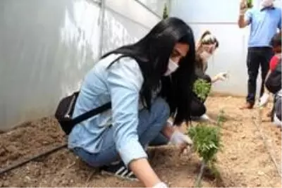 Korona nedeniyle öğrenciler olmayınca, öğretmenler seraya fide dikti