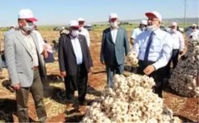 Kuru sarımsak hasadı başladı Kuru sarımsak hasadı başladı