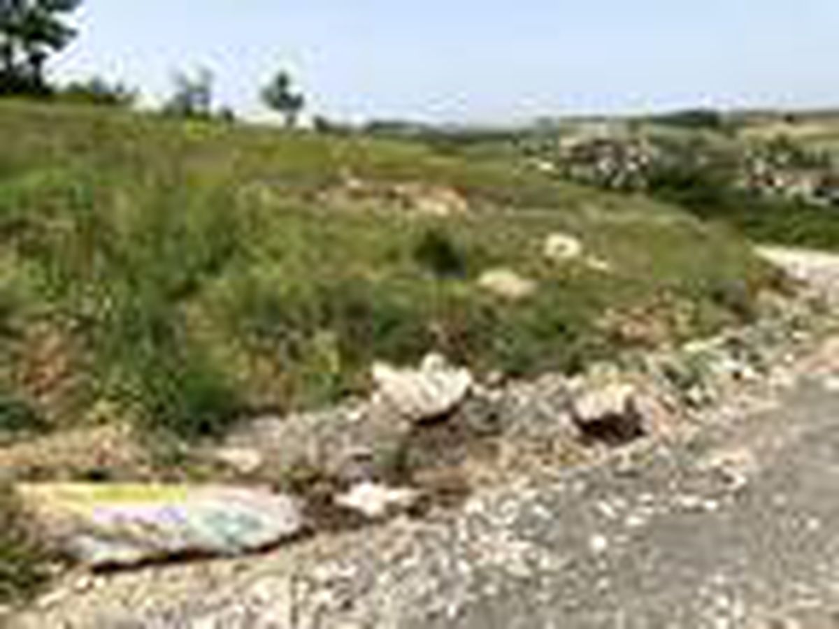 Sakarya'da, tavuk ölüleri yol kenarına atıldı