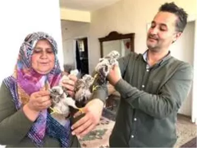 Yuvadan düşen yavru kartallar etle besleniyor Yuvadan düşen yavru kartallar etle besleniyor