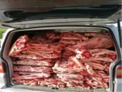 Balıkesir'de jandarma 900 kilogram hijyen olmayan sakatat ele geçirdi Balıkesir'de jandarma 900 kilogram hijyen olmayan sakatat ele geçirdi