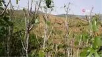 Çekirgeler şimdi de dağ köylerinde Çekirgeler şimdi de dağ köylerinde