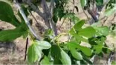 Çekirgeler şimdi de dağ köylerinde Çekirgeler şimdi de dağ köylerinde