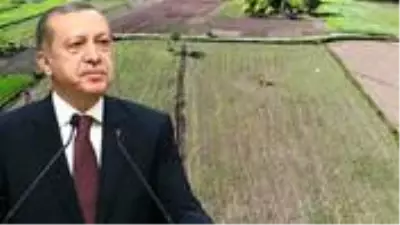 Cumhurbaşkanı Erdoğan'ın gündeme getirdiği kenevirin ekim alanı Vezirköprü'de iki katına çıktı Cumhurbaşkanı Erdoğan'ın gündeme getirdiği kenevirin ekim alanı Vezirköprü'de iki katına çıktı