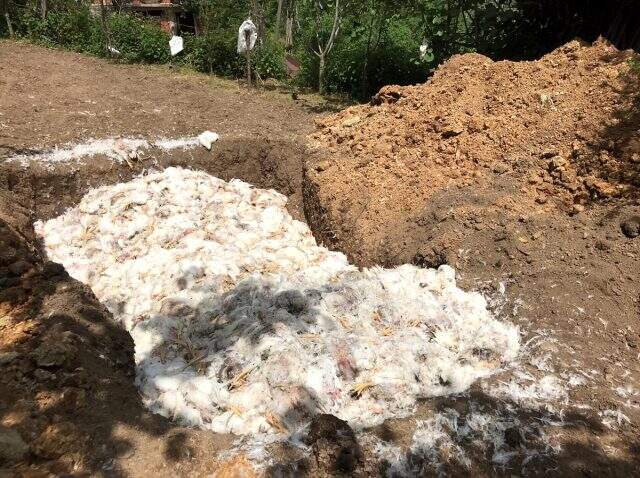 Düzce'de sıcaktan etkilenen 8 bin tavuk telef oldu