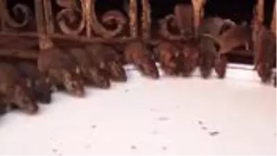 Hindistan'da farelerle birlikte ibadet edilen yer: Karni Mata Tapınağı Hindistan'da farelerle birlikte ibadet edilen yer: Karni Mata Tapınağı
