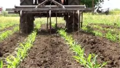 Kısıtlamadan muaf çiftçiler sıcağa rağmen iş başında Kısıtlamadan muaf çiftçiler sıcağa rağmen iş başında