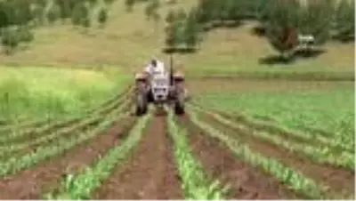Kısıtlamadan muaf çiftçiler sıcağa rağmen iş başında Kısıtlamadan muaf çiftçiler sıcağa rağmen iş başında