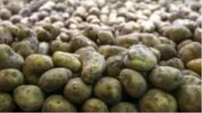 Tarım ve Orman Bakanlığı, 50 bin ton patates ihracatına izin verdi Tarım ve Orman Bakanlığı, 50 bin ton patates ihracatına izin verdi