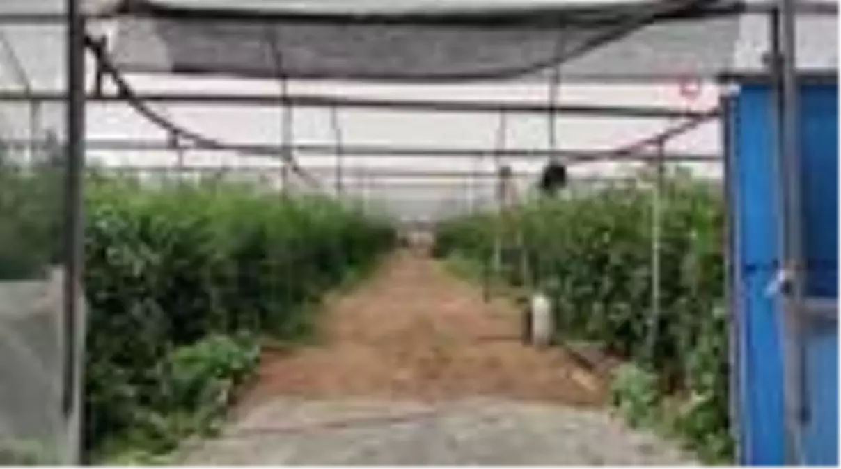 Arılı dölleme ile domates yetiştiriciliğinde Gaziantep'te bir ilk