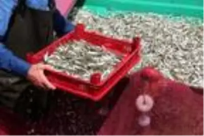 'Canavar' adını verilen gümüş balığı avcılığı başladı 'Canavar' adını verilen gümüş balığı avcılığı başladı