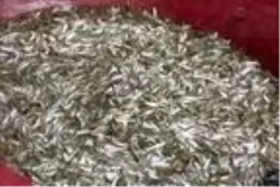 'Canavar' adını verilen gümüş balığı avcılığı başladı 'Canavar' adını verilen gümüş balığı avcılığı başladı