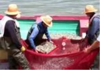 'Canavar' adını verilen gümüş balığı avcılığı başladı 'Canavar' adını verilen gümüş balığı avcılığı başladı