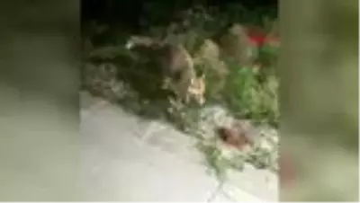 ÇANKIRI Güvenlik görevlileri yiyeceklerini tilki ile paylaştı ÇANKIRI Güvenlik görevlileri yiyeceklerini tilki ile paylaştı